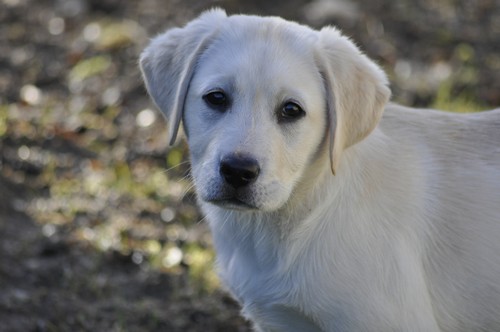 Labrador